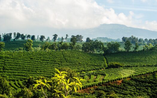 costa rican coffee farms