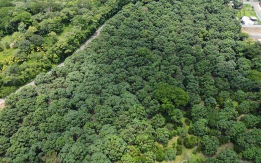 1,000m2 with fruit trees ideal for future home plot. – 400051521079