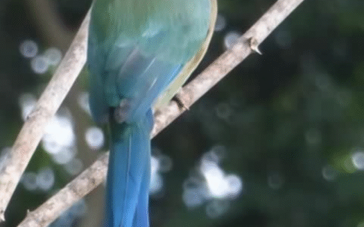 atenas birdwatching
