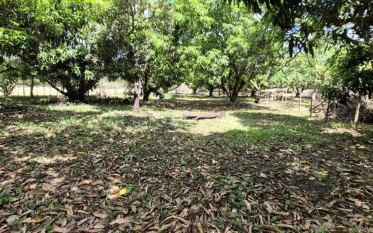 Peaceful 1.10-Acre Lot Surrounded by Nature – Just 10 Minutes from Downtown Atenas – 400052042233