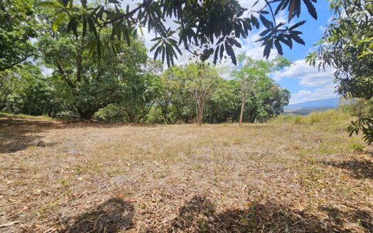 24938.79m2 – 6 acres of land with an existing mango grove in Atenas – 400052010077