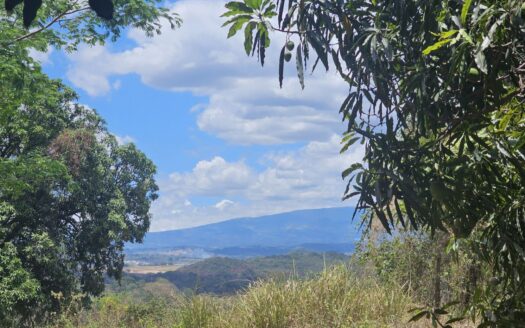 24938.79m2 – 6 acres of land with an existing mango grove in Atenas – 400052010077