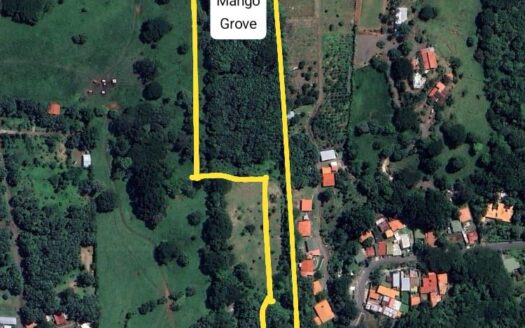 24938.79m2 – 6 acres of land with an existing mango grove in Atenas – 400052010077
