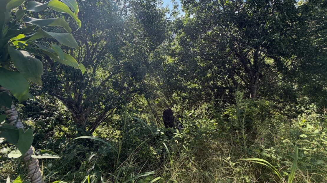 Costa Rica Lot/Land #400051521164