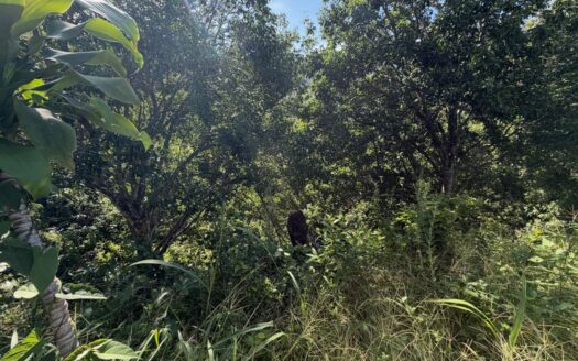 9585m2 (2.36 acres) with fruit trees and views 20 minutes from Atenas – 400051521164