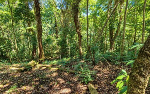 Prime Location – Buildable Lot Just 3 Minutes from Downtown Atenas – 400052042264