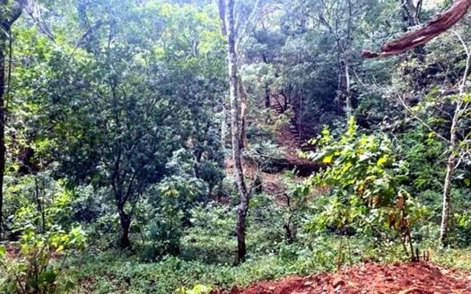 97-Acre Atenas Development Opportunity with Pacific & Central Valley Views, Forest & Stream – 40005152876