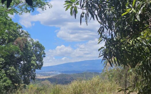 24938.79m2 – 6 acres of land with an existing mango grove in Atenas – 400052010077