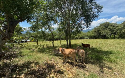 Lot in area close to the 27 and town center in the Atenas countryside – 400051521087